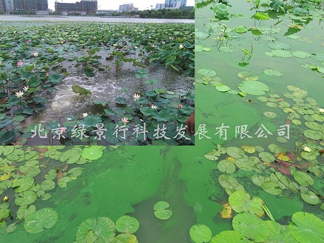蓝藻抑制剂,河湖蓝藻应急治理,蓝藻怎么灭杀产